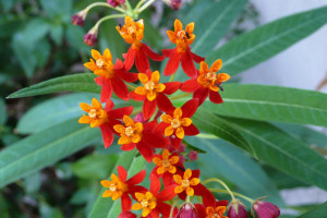 asclepias_spp2