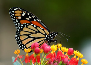 butterfly_milkweed