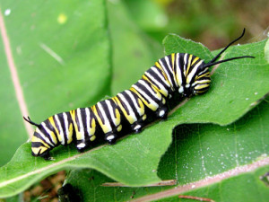The larvae feed on the leaves for about two weeks, developing into plump caterpillars with vivid black, yellow, and white stripes.